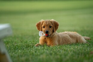 草地上的可爱金毛犬
