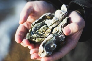 手中的新鲜牡蛎