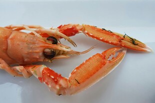 鲜活大龙虾特写
