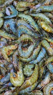 多彩虾类特写