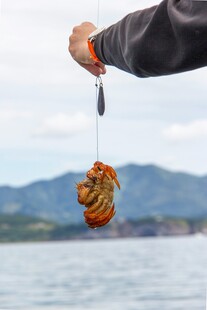 海边垂钓收获肥硕海鱼