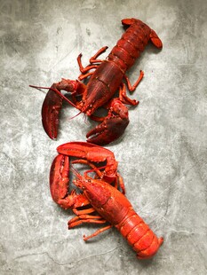 鲜活大龙虾特写