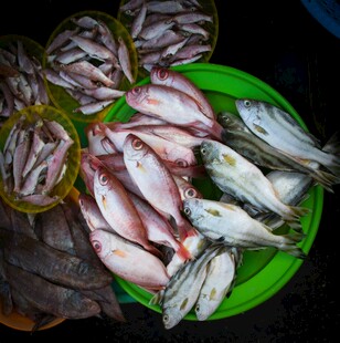 新鲜海鱼待售