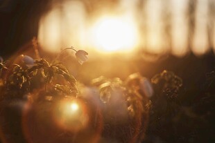 夕阳下的植物光影之美