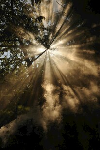 林间晨光洒下的梦幻景象