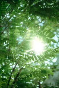 阳光透过绿叶的清新景象