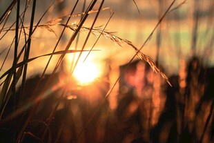 夕阳下的草丛美景