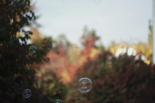 秋日林间的梦幻泡泡