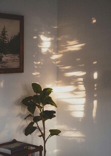 阳光洒落室内绿植一角