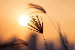 夕阳下的纤细草茎