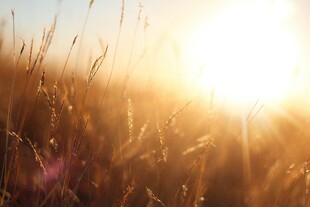 夕阳下的金色草地