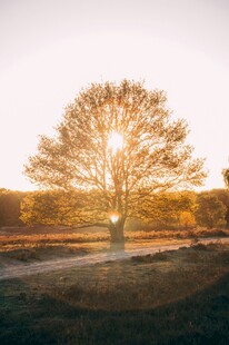 夕阳下的孤树