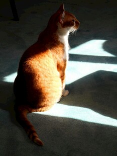 阳光下的猫咪背影