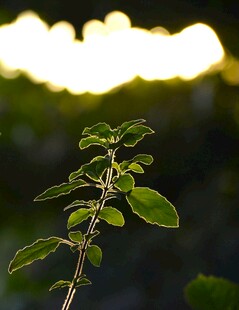 阳光下的嫩绿植物枝叶