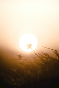 夕阳下的草尖美景