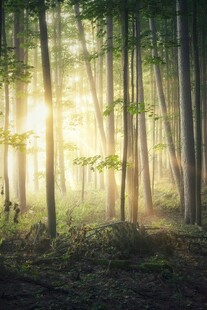 阳光穿透树林的静谧美景