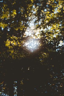 阳光透过树叶洒下的美景