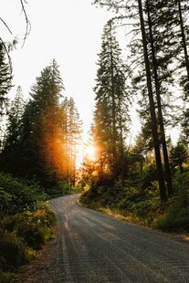 林间夕阳下的静谧小路