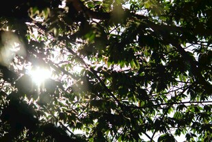 阳光透过树叶洒下的美景