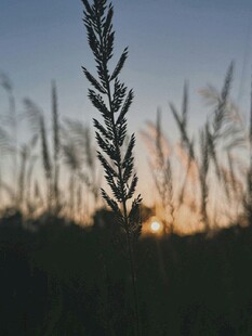 夕阳下的草影