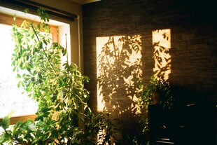 室内绿植映着斑驳光影