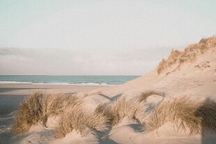 海边沙丘上的摇曳草