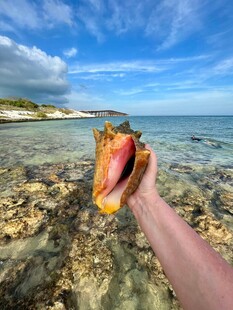 手握大海珍宝贝壳特写