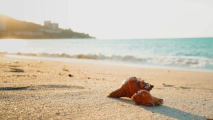 沙滩上的红色海星