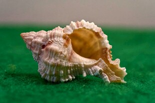 精致海螺特写