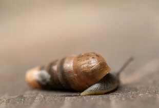 爬行的蜗牛