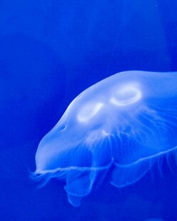 梦幻蓝色水母特写