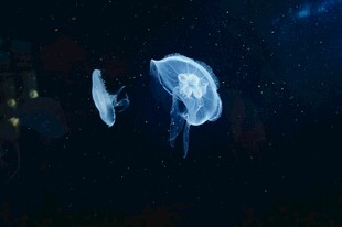 梦幻水母在水中轻盈游动