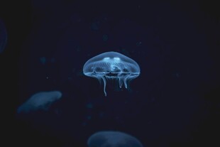 梦幻水母在深海中游动