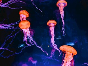 梦幻水母在水中优雅游动