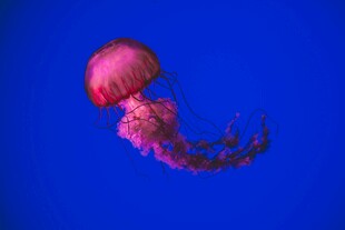 蓝色背景下的梦幻水母
