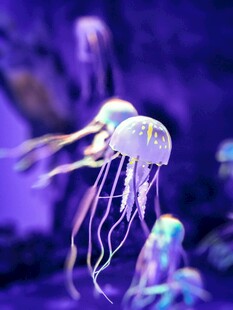 梦幻水母在水中优雅游动