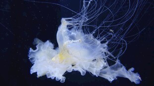 梦幻飘逸的白色水母