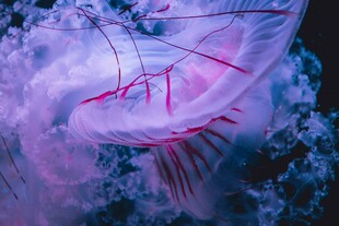 梦幻紫色水母特写