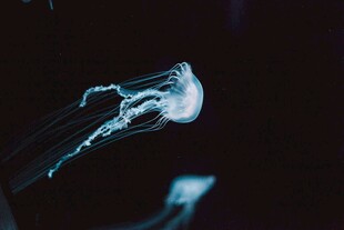 梦幻水母在水中飘逸