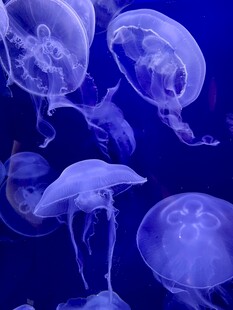 梦幻水母在蓝色海洋中游动