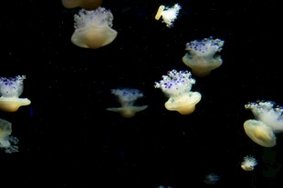 梦幻水母在水中轻盈舞动