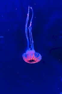 梦幻水母在深海中飘逸