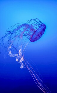 梦幻蓝色水母在水中游动