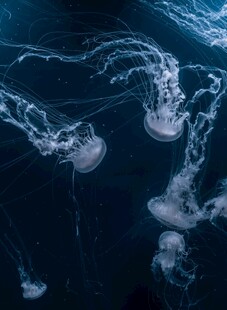 深海中游动的梦幻水母