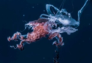 深海中发光的神秘水母