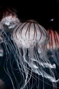梦幻水母在水中飘逸游动