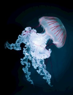 梦幻水母在深海中舞动