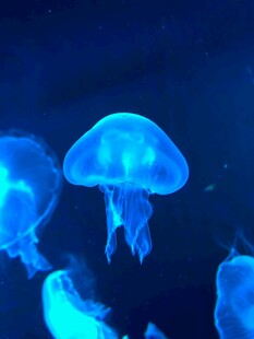梦幻蓝色水母在水中游动