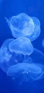 梦幻蓝色水母群