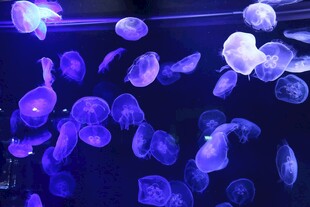 梦幻紫调水母在水中游动